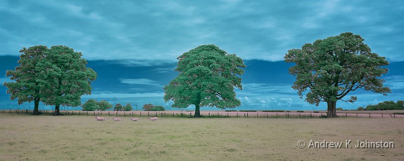 170705_GX7IR_9990216 false colour.jpg - Infrared trees with false colour